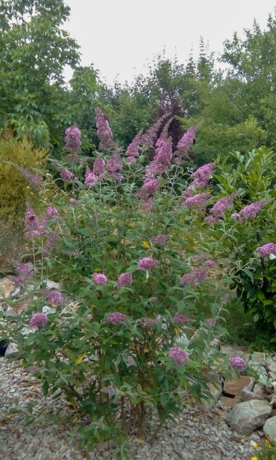 Appartamento Ellis Garden Idar-Oberstein Esterno foto